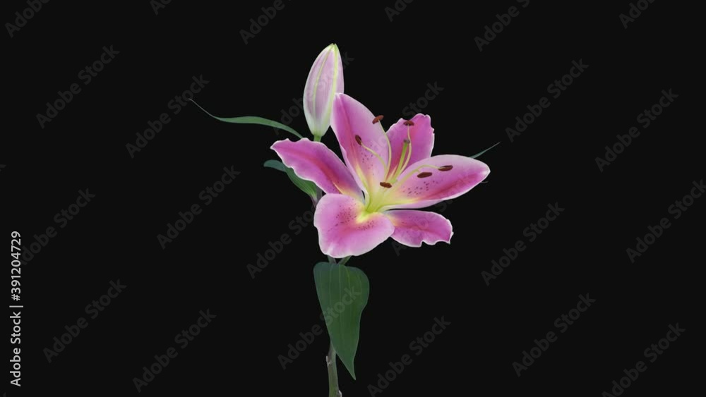Vid o Stock Time lapse Of Opening Two Pink And White Lily Blossoms 13a1 vid-o-stock-time-lapse-of-opening-two-pink-and-white-lily-blossoms-13a1