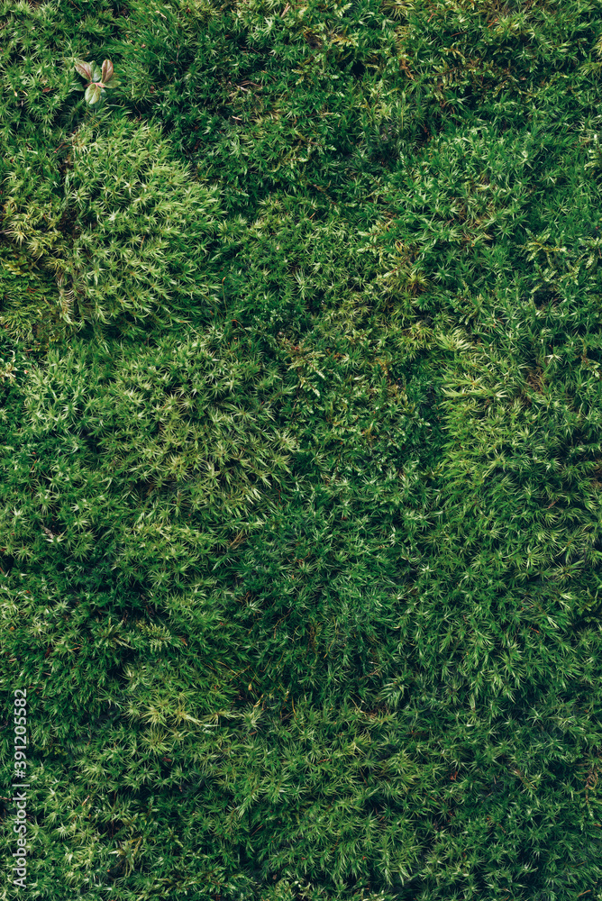 Natural green moss background. Top view. Copy space. Biophilic design. Organic, wild nature concept. Natural green moss background. Top view. Copy space. Biophilic design. Organic, wild nature concept.