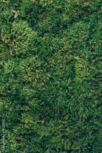 Natural green moss background. Top view. Copy space. Biophilic design. Organic  wild nature concept.