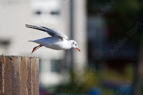 on to new shores - a seagull takes off from a wooden pole in the harbor
