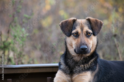 Portrait of an abandoned dog. The puppy looks intently at the photographer. Copy space.