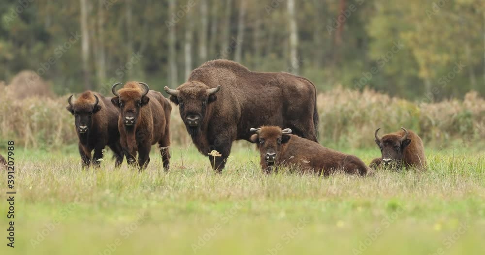 European bison