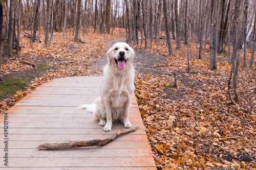 Horizontal frontal view of unleashed golden retriever posing proudly with a large branch in front of him on pathway, De la Martiniere Park, Levis, Quebec, Canada photo