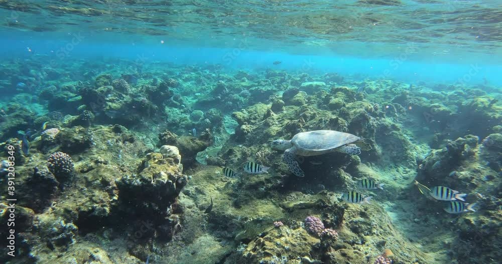cute green sea turtle (Chelonia mydas) swim in turquoise water in a lagoon of red sea,
emerges to take a breath, Marsa Alam, Egypt cute green sea turtle (Chelonia mydas) swim in turquoise water in a lagoon of red sea,
emerges to take a breath, Marsa Alam, Egypt