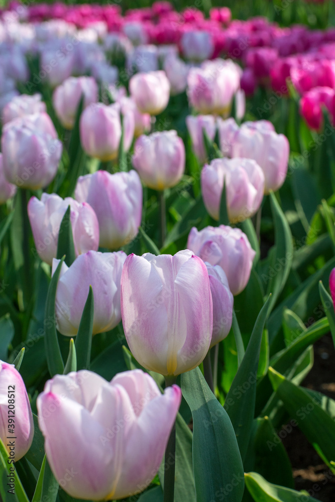 Light pink tulips are blooming in the sunlight. Beautiful park with tulips in the Netherands Light pink tulips are blooming in the sunlight. Beautiful park with tulips in the Netherands