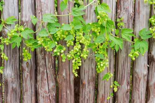 Background of hops branches with cones against the palisade © An-T