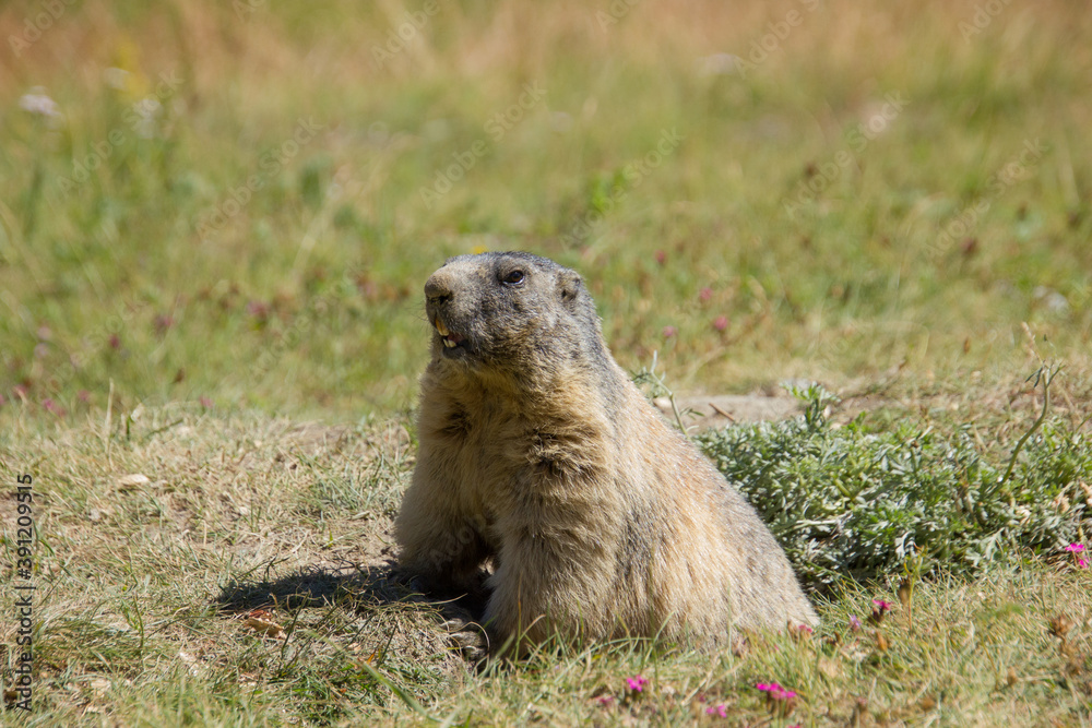 Alpine marmot in the swiss mountains next to its lair Alpine marmot in the swiss mountains next to its lair