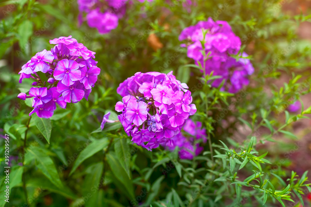 Blooming crimson phloxes in nature