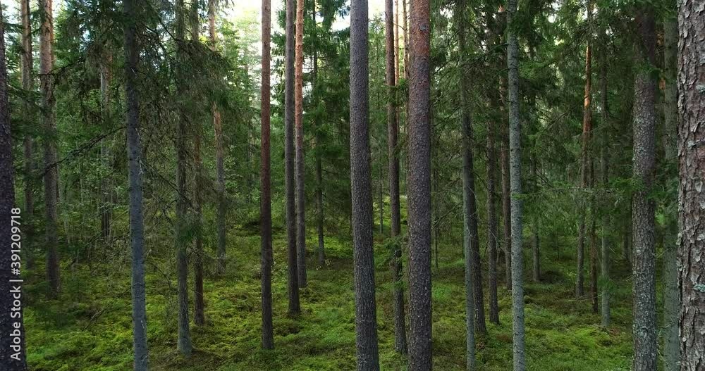 Motion through an old Pine grove with some tall Spruce trees in Estonian boreal forest in Northern Europe during late summer. Motion through an old Pine grove with some tall Spruce trees in Estonian boreal forest in Northern Europe during late summer.
