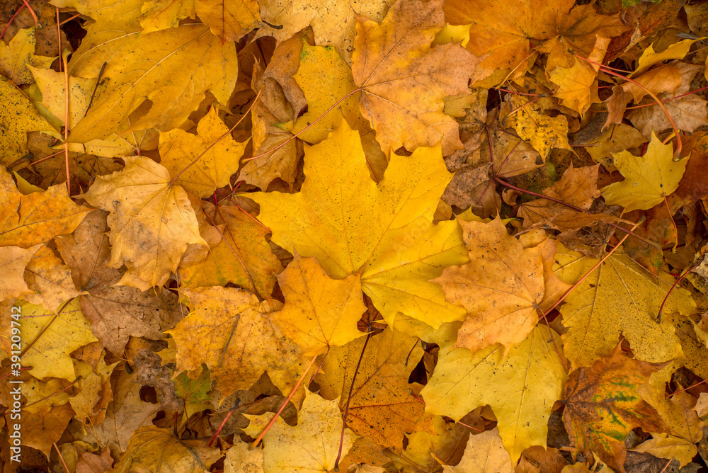 yellow leaves close up. autumn season.