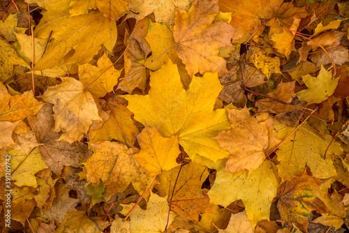 yellow leaves close up. autumn season.