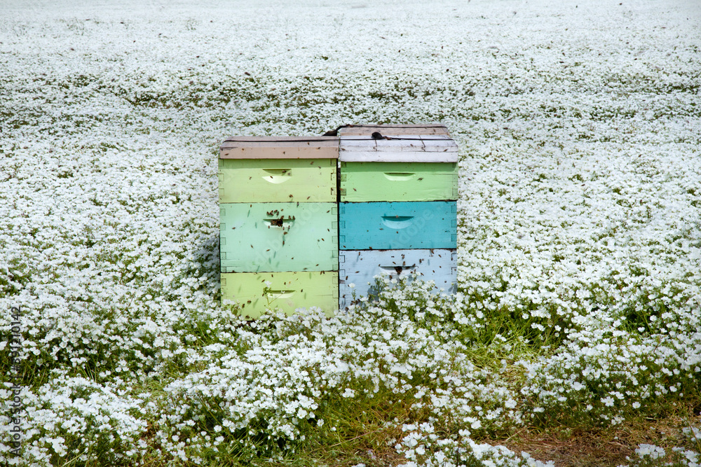 Isolated view of 2 stacks of colorful honey super bee boxes/hives in an open meadowfoam field, no sky Isolated view of 2 stacks of colorful honey super bee boxes/hives in an open meadowfoam field, no sky
