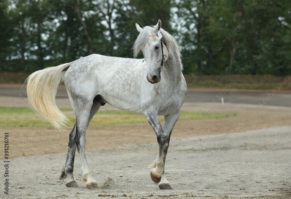 Andalusian horse galloping near the stable at the rest Andalusian horse galloping near the stable at the rest
