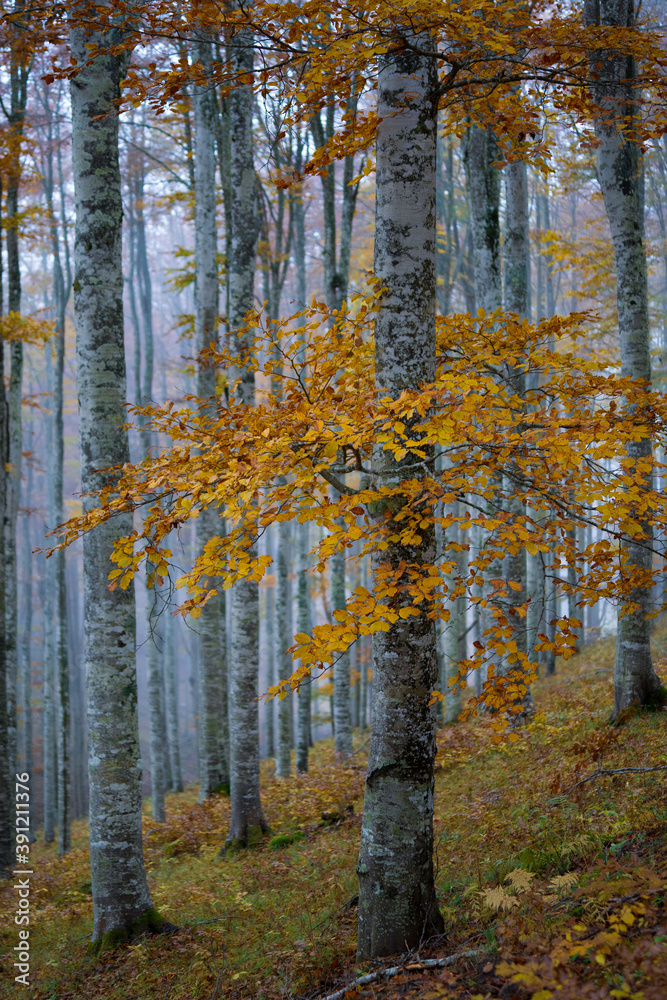 Fototapeta premium Faggio in autunno
