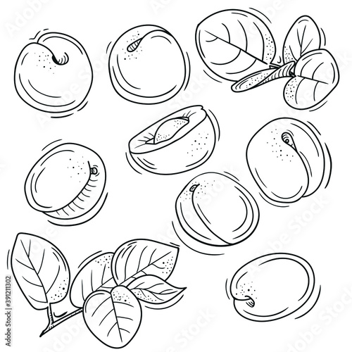vector illustration of apricot in Doodle style. outline drawing of an apricot. the minimalistic design of fruit.