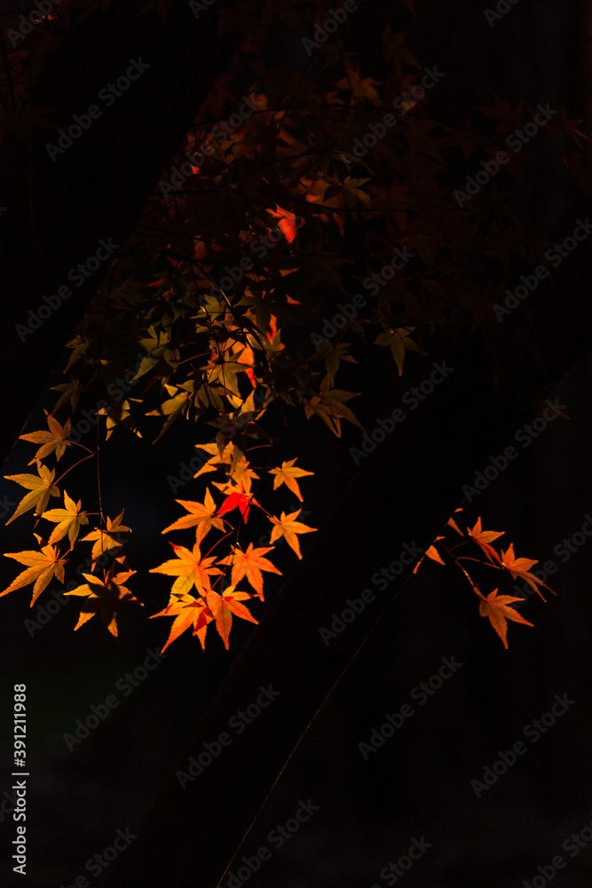 日に照らされた紅葉