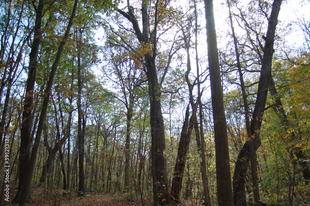 Fototapeta premium Autumn Forest Trees Nature Leaves 
