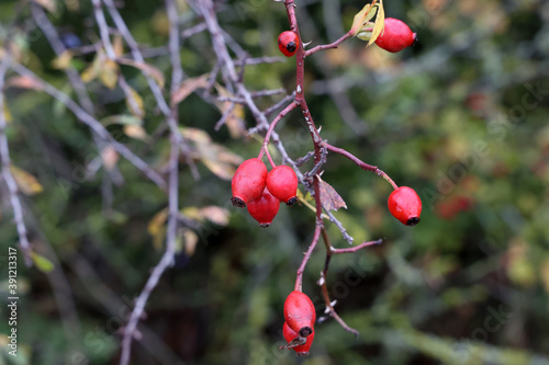 Soft focus of red rose hip fruits hanging from a branch of a bush in the forest photo