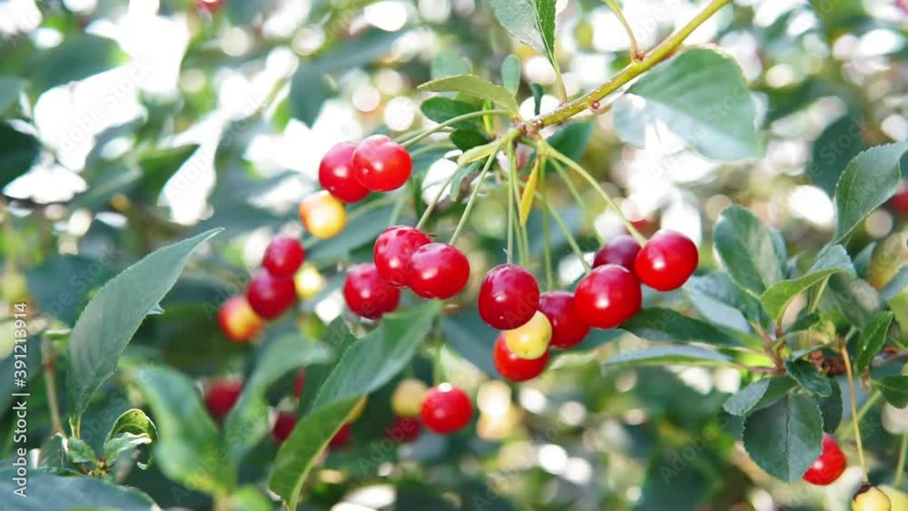 red cherries growing on the branches of the tree selective focus red cherries growing on the branches of the tree selective focus
