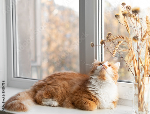 red cat playing with a bouquet of dry wheat ears lying on a white windowsill.