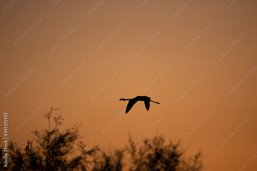 Fototapeta premium Flamenco flying at dawn.