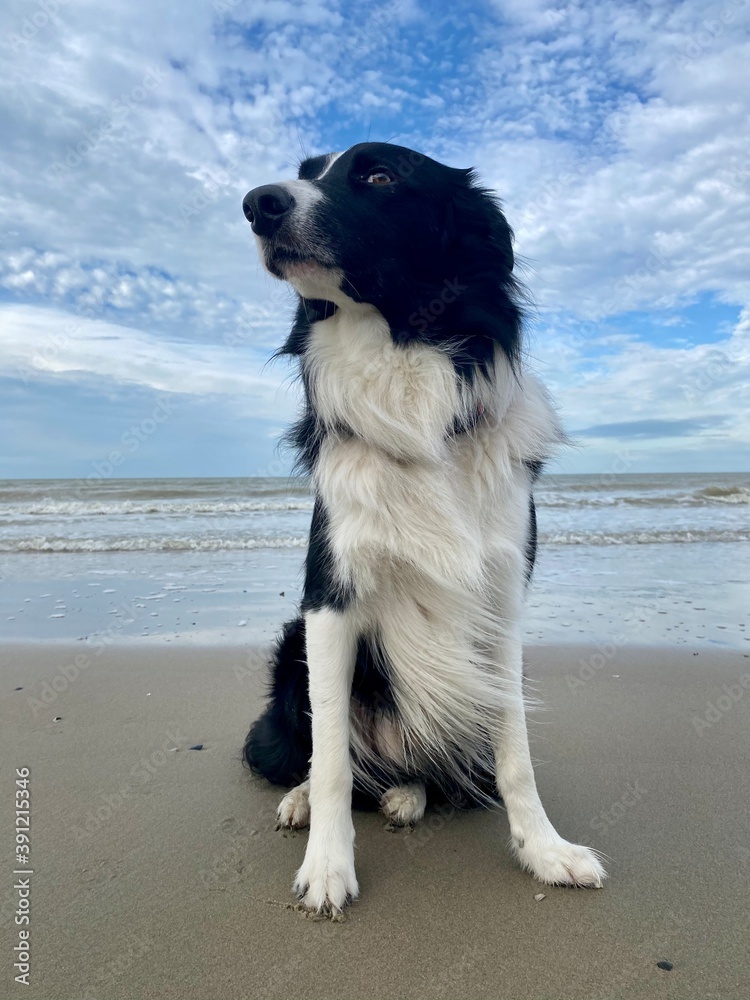 Border Collie sur une plage de la côte belge Border Collie sur une plage de la côte belge