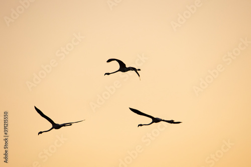 Silhouette of three flamingos in flight.