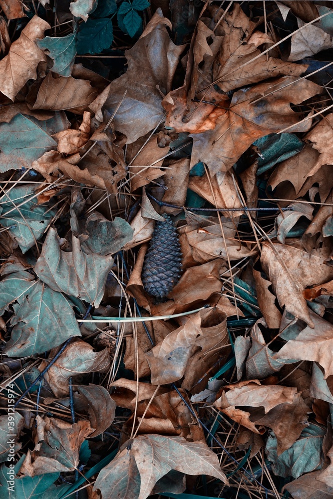 brown leaves and pinecones in autumn season
