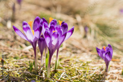 Crocuses in the valley. Spring in tatra mountains. Sunny weather.