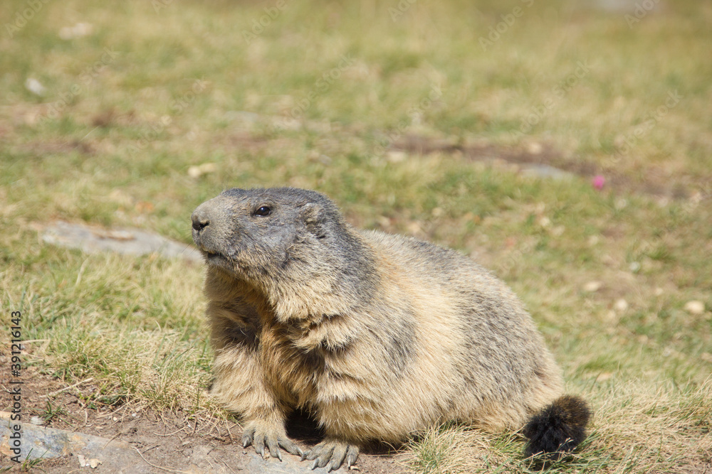 alpine marmot on a sunn dayin switzerland alpine marmot on a sunn dayin switzerland