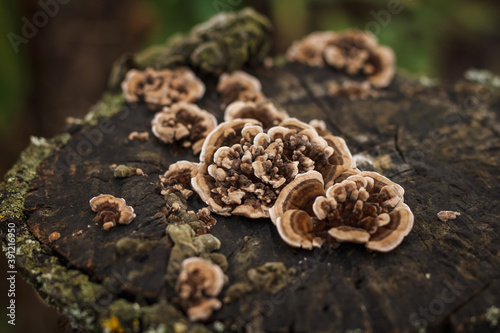 Mushrooms growing on a wooden stump. Small depth of field