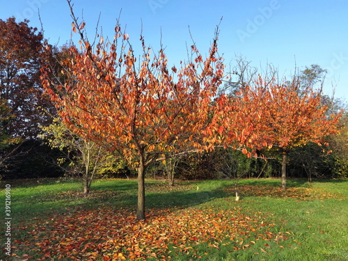 PARCO IN AUTUNNI  PARK IN AUTUMN