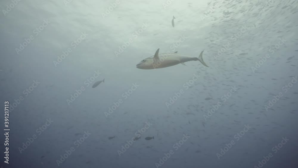 Big tuna swimming in water filled with plankton in maldives Stock 비디오