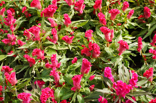 Celosia cristata is known as cockscomb.