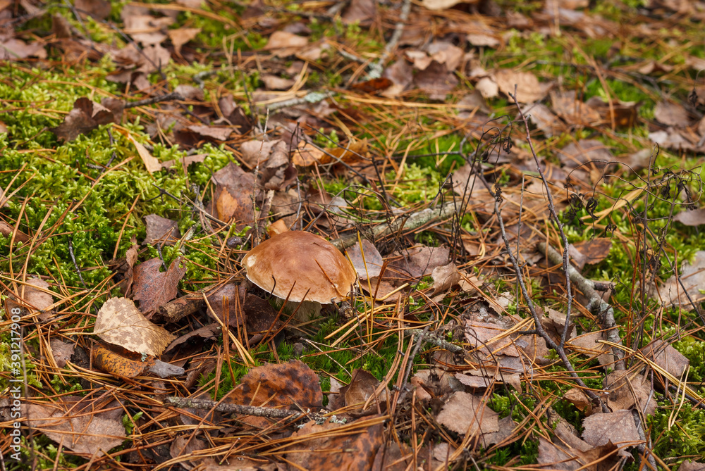 White mushroom in the forest. (Boletus edulis) White mushroom in the forest. (Boletus edulis)