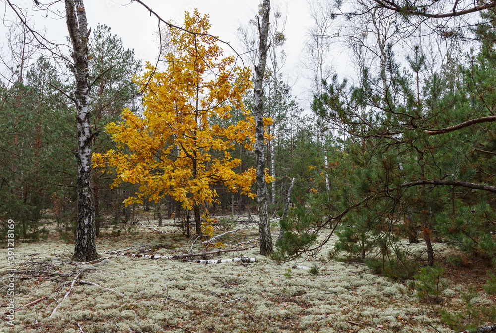 Oak with yellow leaves among the pine forest