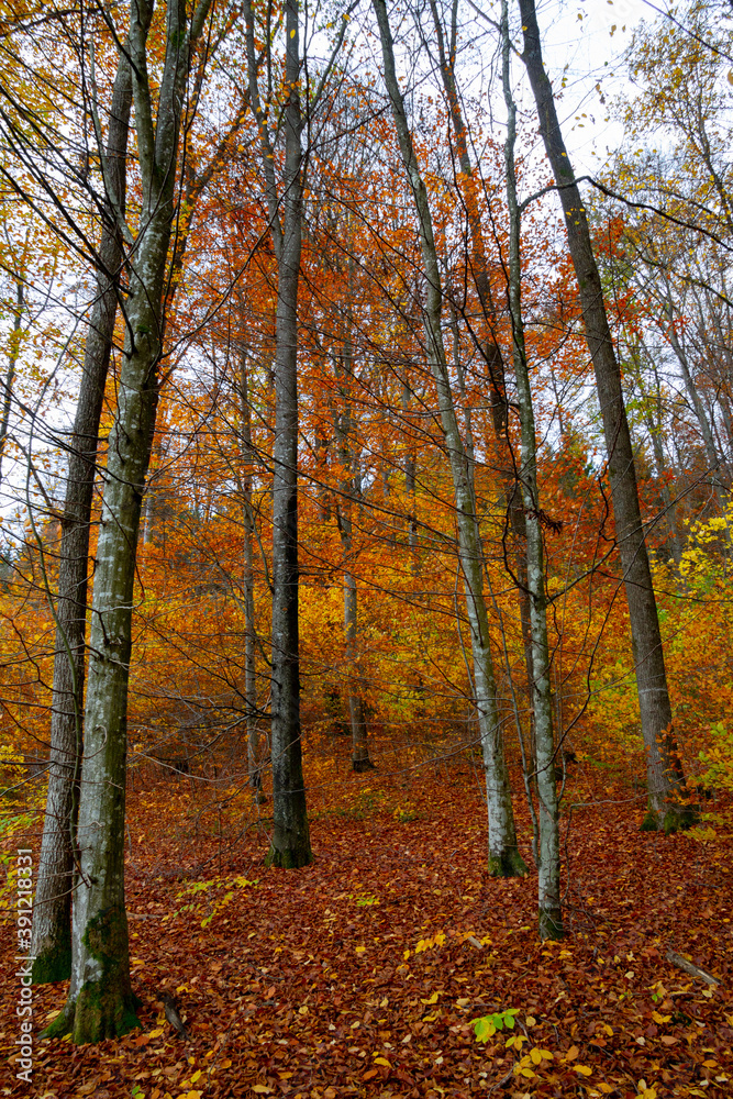 Autumn forest trees for natural autumn background