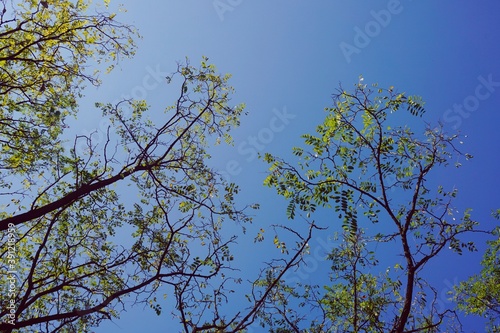 tree branches with green leaves and blue sky in autumn season