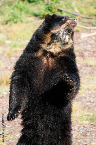 Spectacled bear  Tremarctos ornatus 