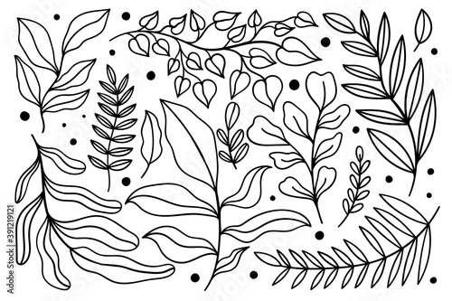 Set plant modern abstract. Floral nature fancy collection.Hand drawing form leave and texture.