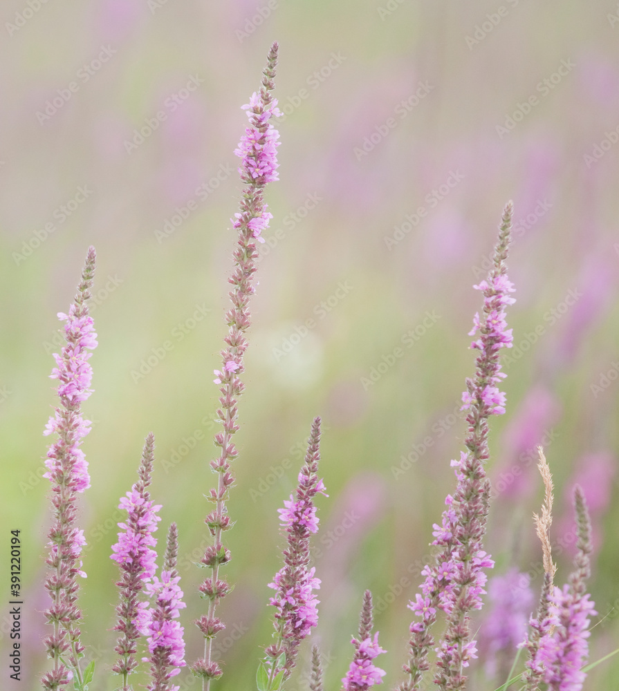 Obraz premium Purple loosestrife 