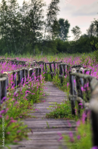 Fototapeta Naklejka Na Ścianę i Meble -  A romantic walk surrounded by pink flowers
