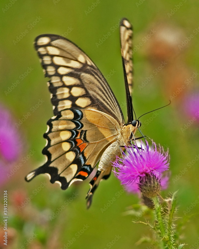 Giant Swallowtail on flower Giant Swallowtail on flower