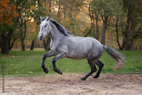 Horse breed Orlov trotter in motion.