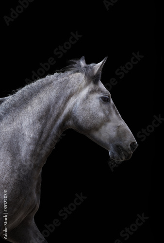 Gray horse on black background