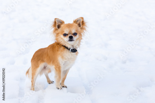 Brown chihuahua dog standing in snow