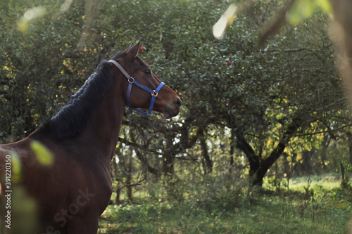 A horse walks in an autumn garden photo