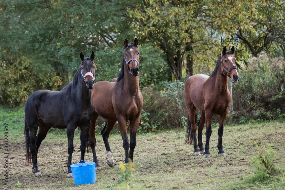 A group of horses in a pasture A group of horses in a pasture