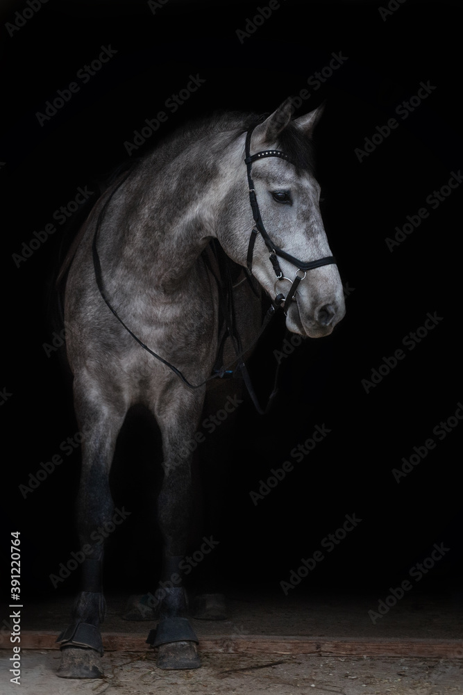 Gray horse on black background