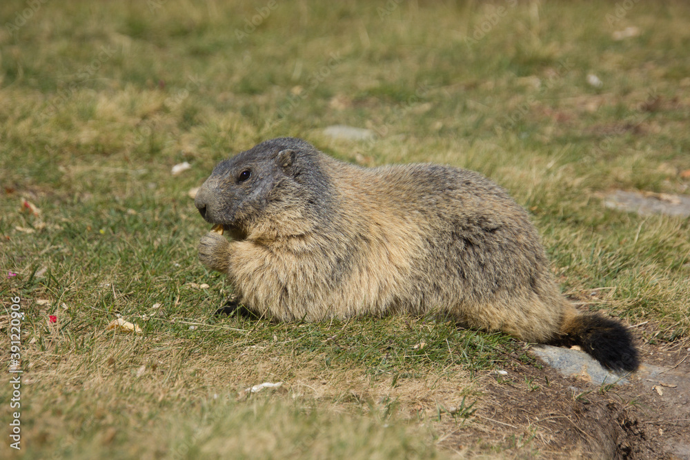 alpine marmot enjoying the sun on a beautiful day alpine marmot enjoying the sun on a beautiful day
